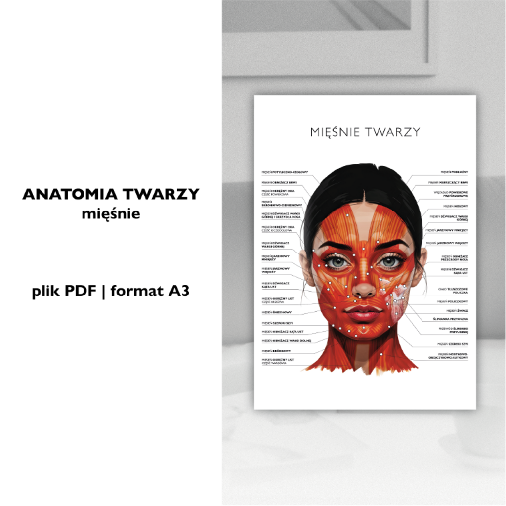 Plakat anatomiczny MIĘŚNIE TWARZY - Anna Miakienko; plakat