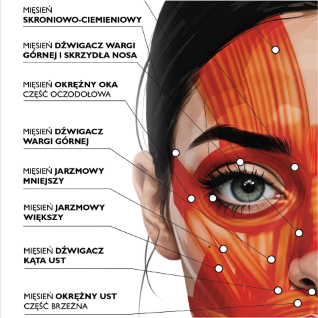 Plakat anatomiczny MIĘŚNIE TWARZY - Anna Miakienko; plakat
