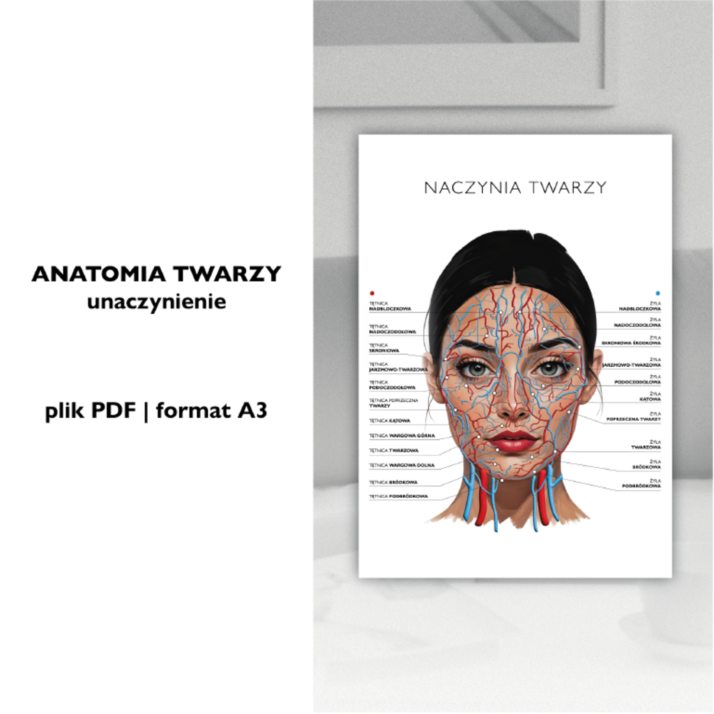 Plakat anatomiczny UNACZYNIENIE  - Anna Miakienko; plakat
