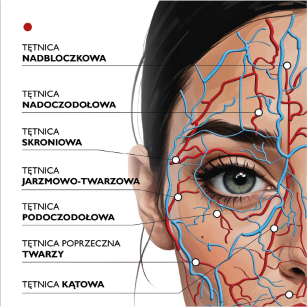 Plakat anatomiczny UNACZYNIENIE  - Anna Miakienko; plakat
