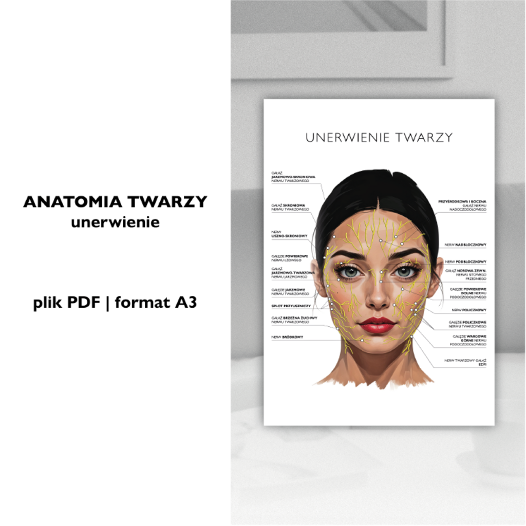 Plakat anatomiczny UNERWIENIE TWARZY - Anna Miakienko; plakat