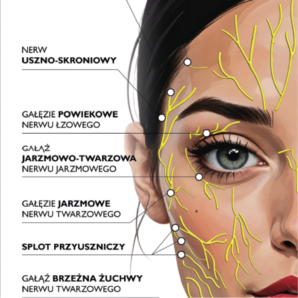 Plakat anatomiczny UNERWIENIE TWARZY - Anna Miakienko; plakat