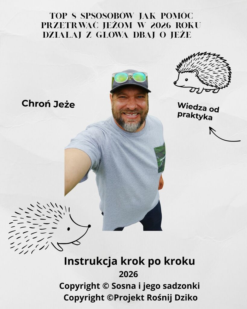 Top 8 sposobów jak pomóc przetrwać jeżom w 2026 roku działaj z głową - dbaj o jeże. - Sosna i jego sadzonki; e-book
