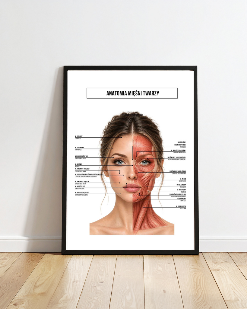 Plakat anatomiczny Mięśnie twarzy (Produkt cyfrowy PDF)